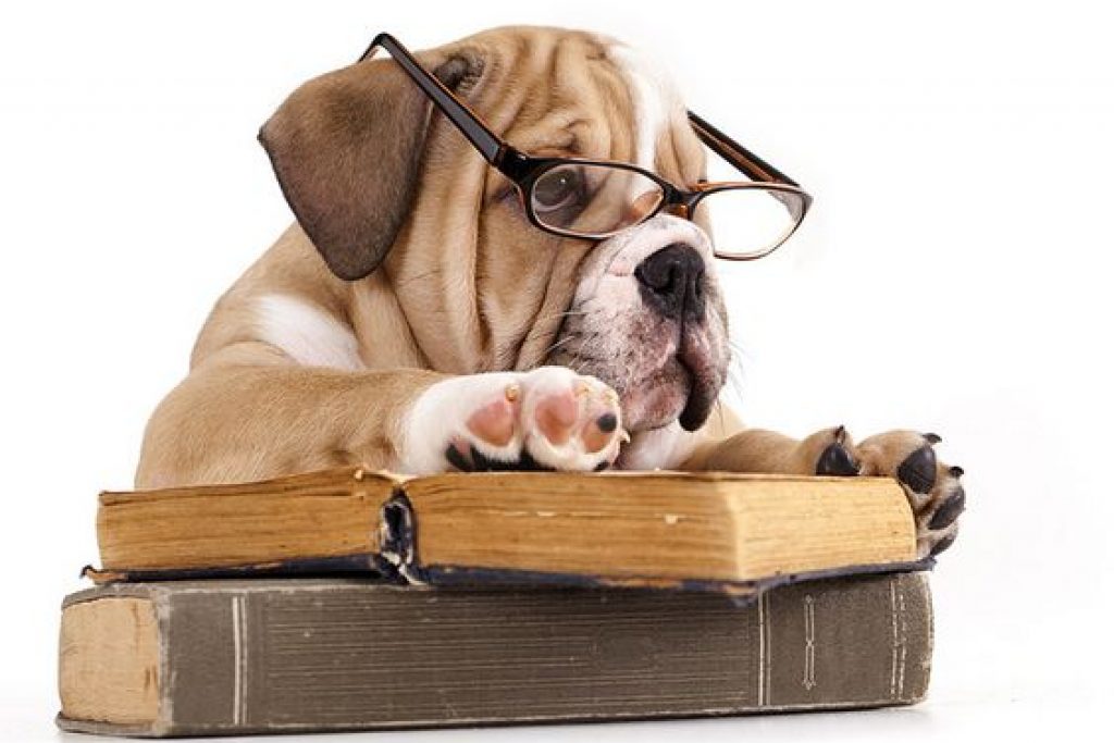 bulldog-puppy-reading-book